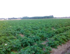 50亩基地土豆将要出售（荷兰15）