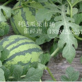 沙地京欣西瓜