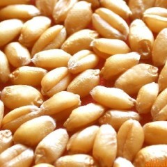 原料部求购小麦大豆高粱鱼粉