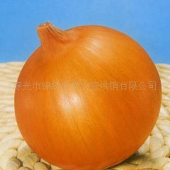 甘肃民勤红黄洋葱。