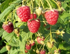  供树莓.树莓苗.红树莓吉林树莓.双季树莓