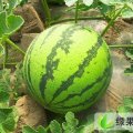 江苏东台8424