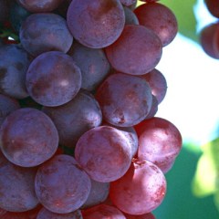 王盘葡萄信息站