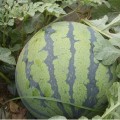 供应 代购 有籽无籽西瓜