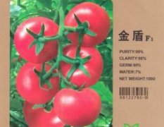 抗TY病毒-金盾F1-番茄种子