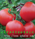 高产中亚202F1-西红柿种子