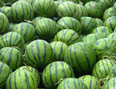 常年大量供应崇明西瓜，质优价惠