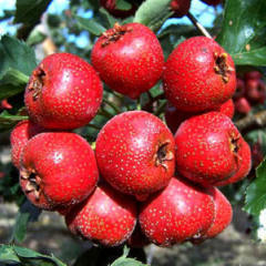 供应核桃 葡萄 玉米 苹果 山楂