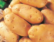 出售讷河马铃薯种子