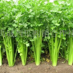 优质美国西芹