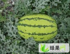 大荔黄河滩西瓜