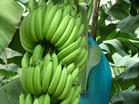 西双版纳供应香蕉 寻求香蕉采购商