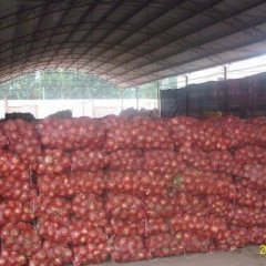 大量出售黄皮洋葱