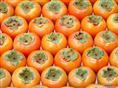 陕西渭南大荔9月黄柿子成熟上市了！0.5元/斤