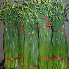 本村供应新鲜韭菜和韭苔