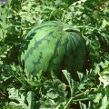 河南开封西瓜种植基地大岗李批发大市场