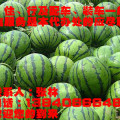 辽宁凌海市东花7月西瓜大部分上市