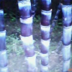 2011年新黑皮甘蔗开始上市了