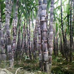 广东翁源甘蔗基地清甜黑皮甘蔗