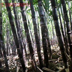 广东翁源甘蔗国庆过后大量上市0.7元/斤