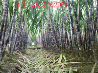 上等甘蔗已卖完，中等甘蔗待售。价格电议