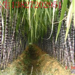 甘蔗价格下跌,客商趁机收购翁源退订好甘蔗