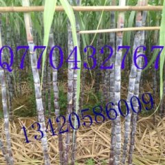 广东翁源黑皮甘蔗0.5元/斤批发