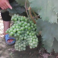 长期出售，无公害绿色无籽葡萄粒大饱满