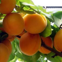  山西临猗金太阳杏大量上市