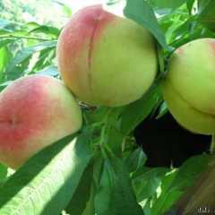 山西临猗 沙红桃已经上市