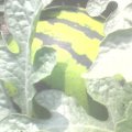 大量西瓜全部上市