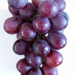 台州藤捻葡萄大量上市