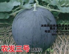 河南扶沟百万亩西瓜大量上市啦