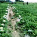 东明大西瓜 要熟了