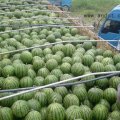 庞大西瓜代办大量供应西瓜