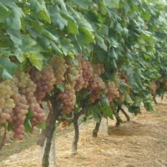 广西桂林市全州县供应大量优质葡萄