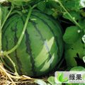 豫，开封市通许县邸阁乡西瓜大市场