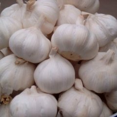 河南杞县1000亩大蒜丰收批发
