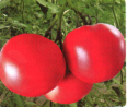 金麦郎-粉果番茄种子