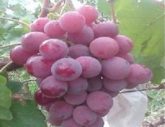 昌黎葡萄大量供 产地报价