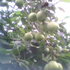 出售雪梨型大果山楂