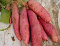 南高洛农副产品交易所大量红薯，品种：龙署九