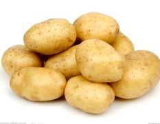 克新一号今秋700万斤土豆出售