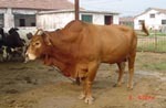 中超牧业 肉牛效益分析