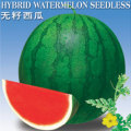 安定良成西瓜代办