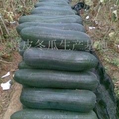 提供大量优质黑皮冬瓜