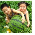 西瓜代办 洮南西瓜代办