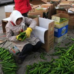 山东7毛钱左右大尖椒上市