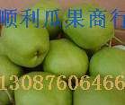 供应6月酥早酥梨等系列酥梨