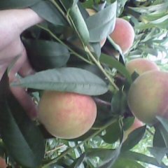 山东诸城市优质川中岛桃